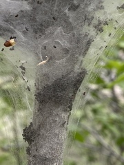 Malacosoma californica