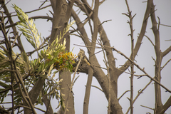 Conirostrum cinereum