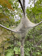 Malacosoma californica