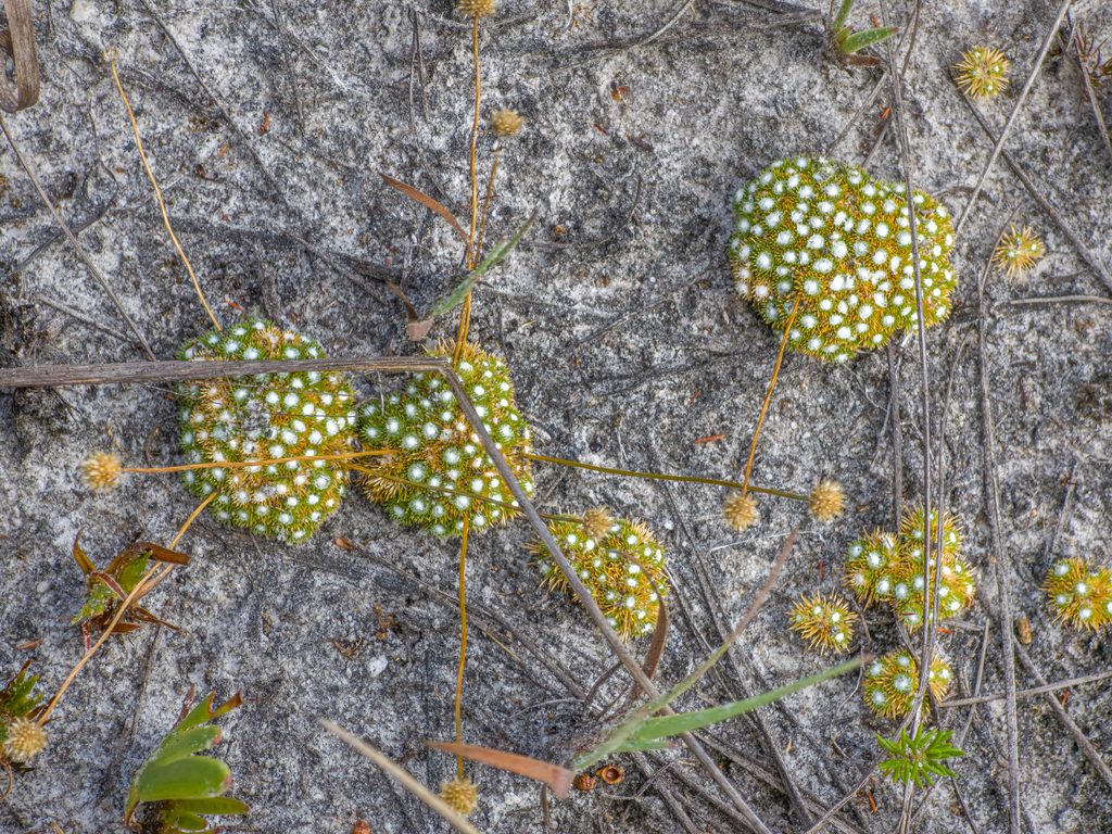 Leiothrix echinocephala