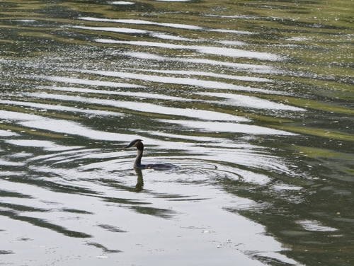 Great Crested Grebe