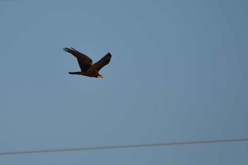 Western Marsh Harrier