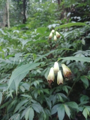 Disporum kawakamii