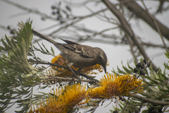 Mimus longicaudatus