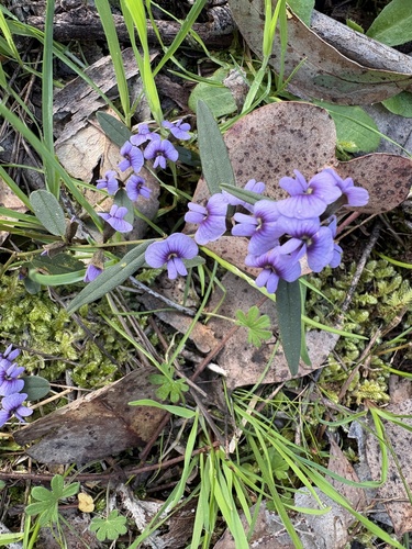 common hovea