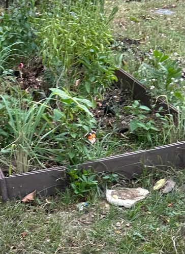 Danaus chrysippus