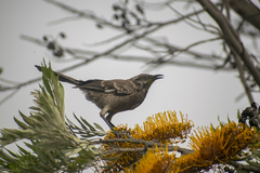 Mimus longicaudatus