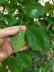 Crataegus texana