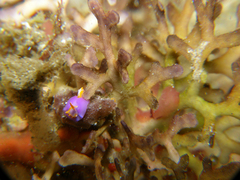 Sagaminopteron ornatum