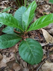 Ardisia japonica