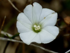 Convolvulus waitaha