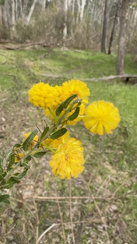 Kangaroo thorn