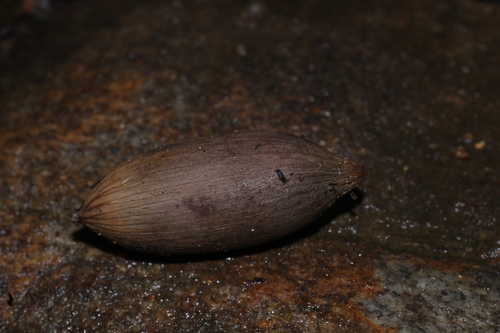 Gnetum observed 2026-08-20