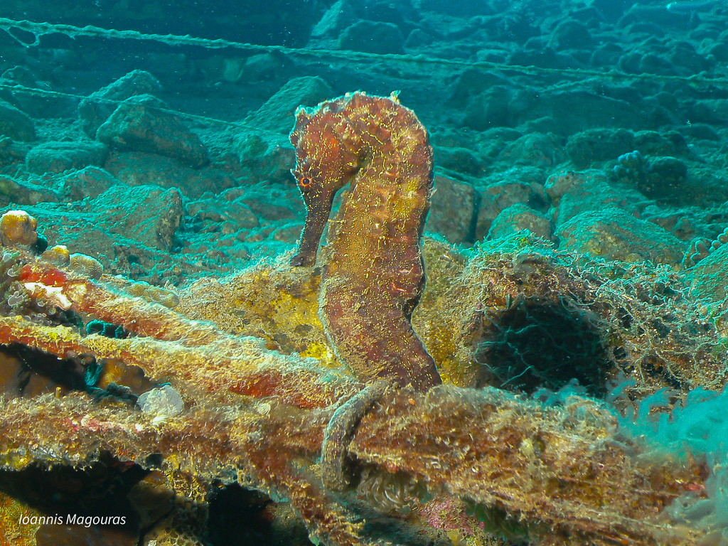 Estuary seahorse holding onto a sunken structure
