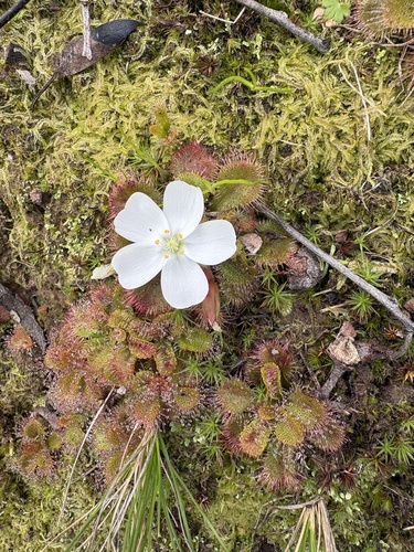 scented sundew