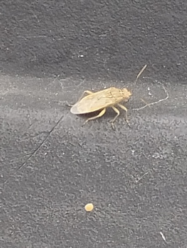 Hyaline Grass Bug