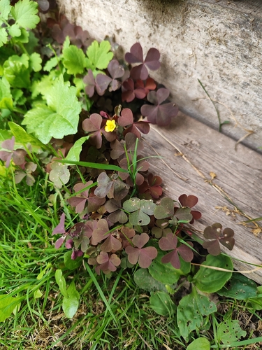 Creeping Woodsorrel