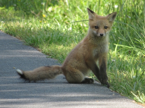 Red Fox photographed in Tennessee