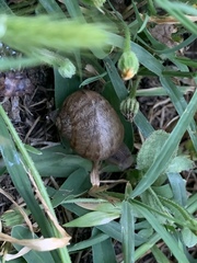 Cornu aspersum