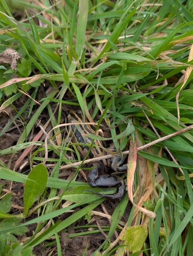 Striped Marsh Frog