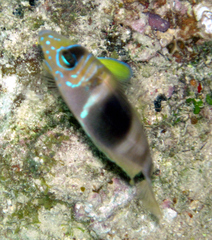 Hypoplectrus puella