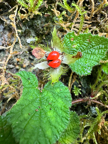 Rubus pectinellus, photograph 1