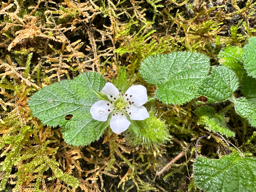 Rubus pectinellus, photograph 2