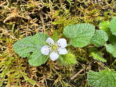 Rubus pectinellus, photograph (c) Jaw-Jian La, some rights reserved (CC BY)