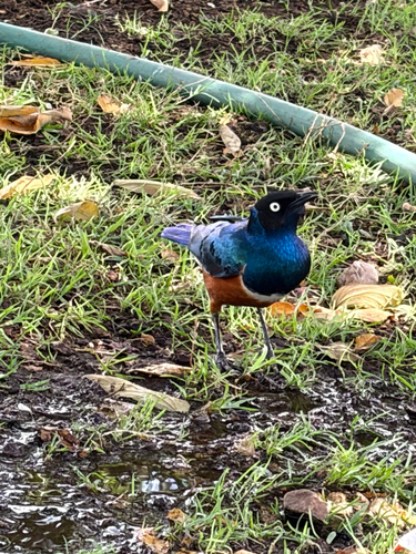 Superb Starling