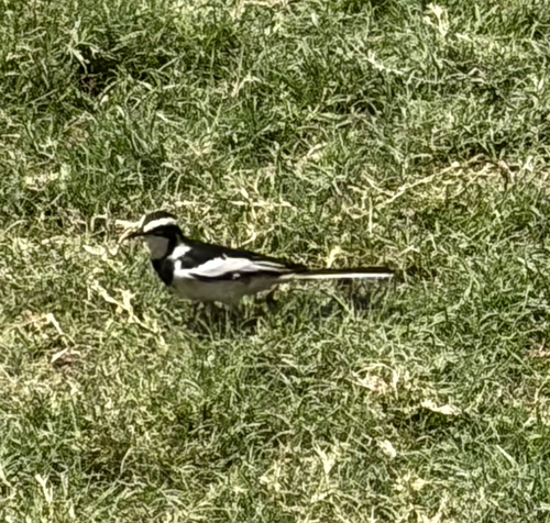African Pied Wagtail