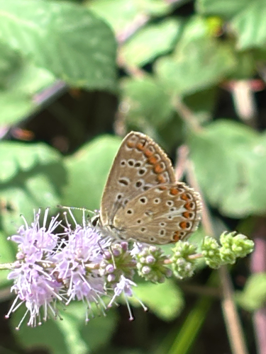 Austaut's Blue