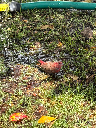 Red-billed Firefinch