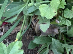 Cornu aspersum