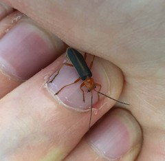 Cantharis soeulensis