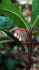 Ardisia japonica