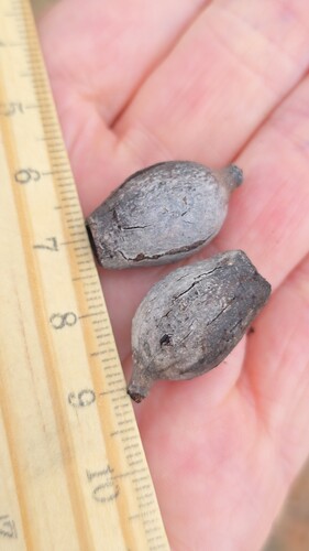 Corymbia opaca, photograph 6