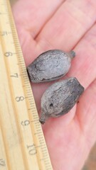 Corymbia opaca, photograph (c) Petra Holland, some rights reserved (CC BY)