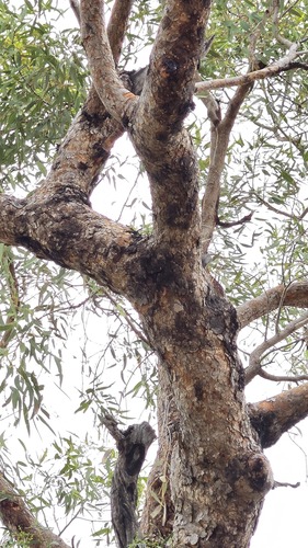Corymbia opaca, photograph 4