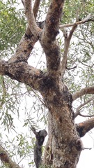 Corymbia opaca, photograph (c) Petra Holland, some rights reserved (CC BY)