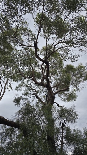 Corymbia opaca, photograph 5