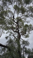Corymbia opaca, photograph (c) Petra Holland, some rights reserved (CC BY)