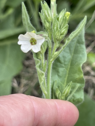 Nicotiana velutina, 2026-08-24