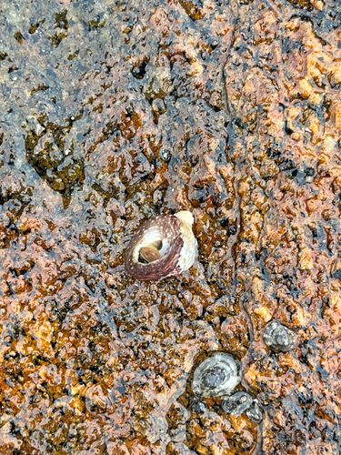 Agathistoma viridulum observed 2026-08-23
