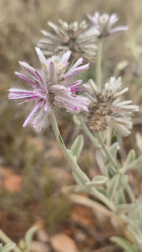 Ptilotus sessilifolius, photograph 6