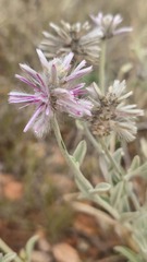 Ptilotus sessilifolius, photograph (c) Petra Holland, some rights reserved (CC BY)