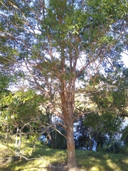 Eucalyptus carnea