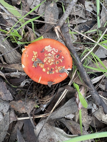 Vermilion Amanita