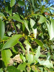 Eucalyptus carnea