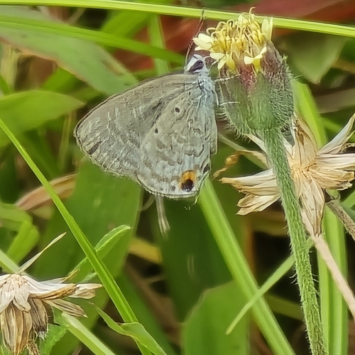 Catochrysops strabo