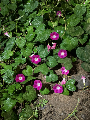 common morning-glory